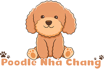 Poodle Nhà Chang